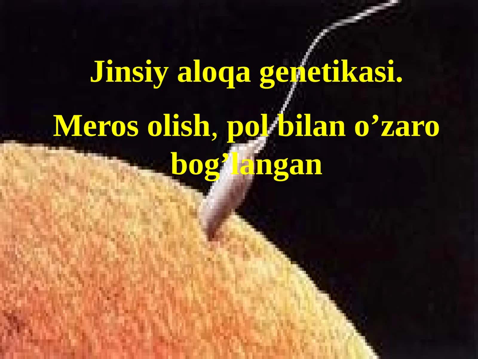 Jinsiy aloqa genetikasi