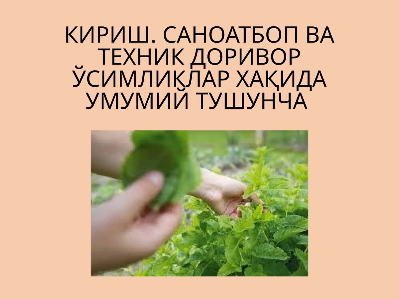 Саноатбоп ва техник доривор ўсимликлар