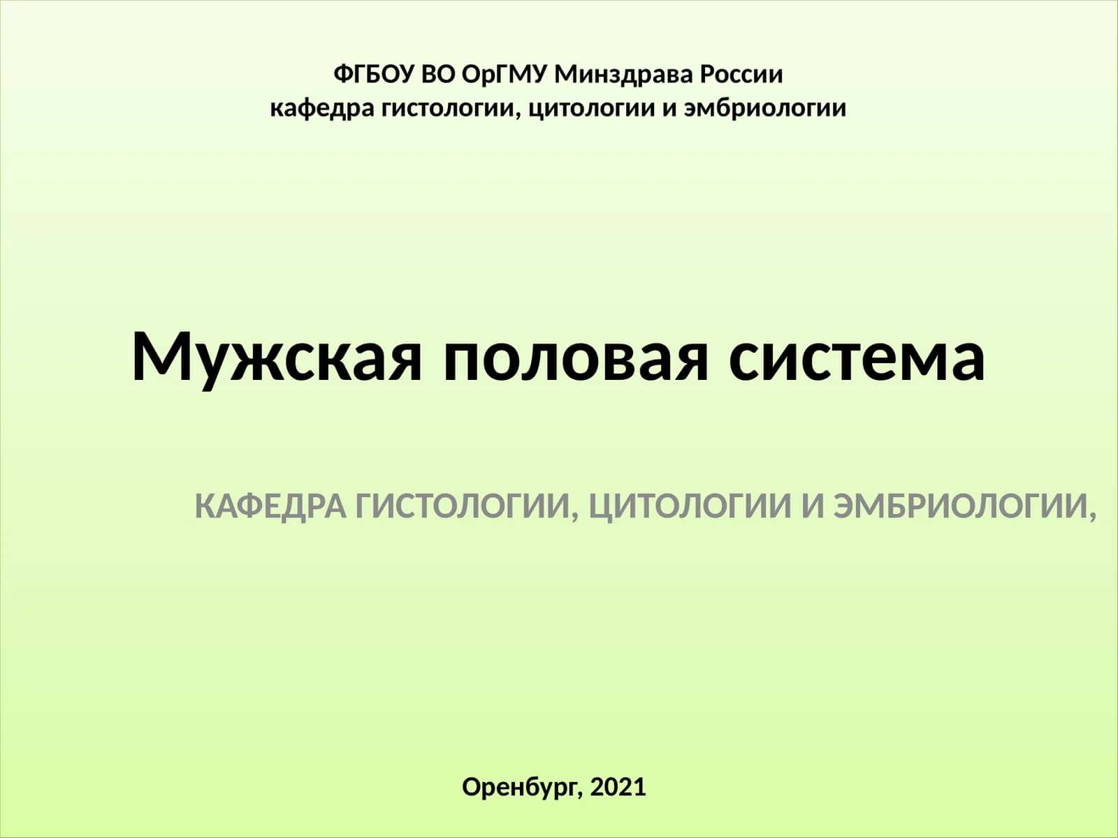 Мужская половая система