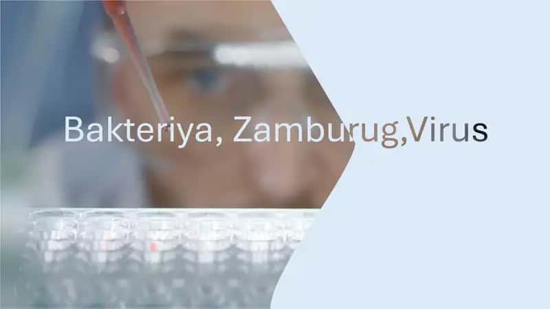 bakteriya zamburug virus