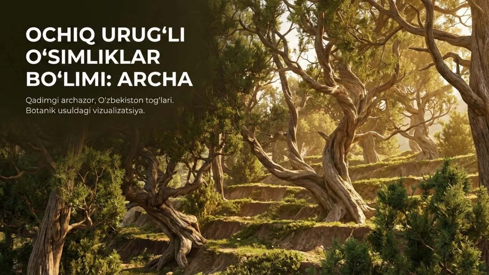 Ochiq urug'li o'simliklar bo'limi: Archa