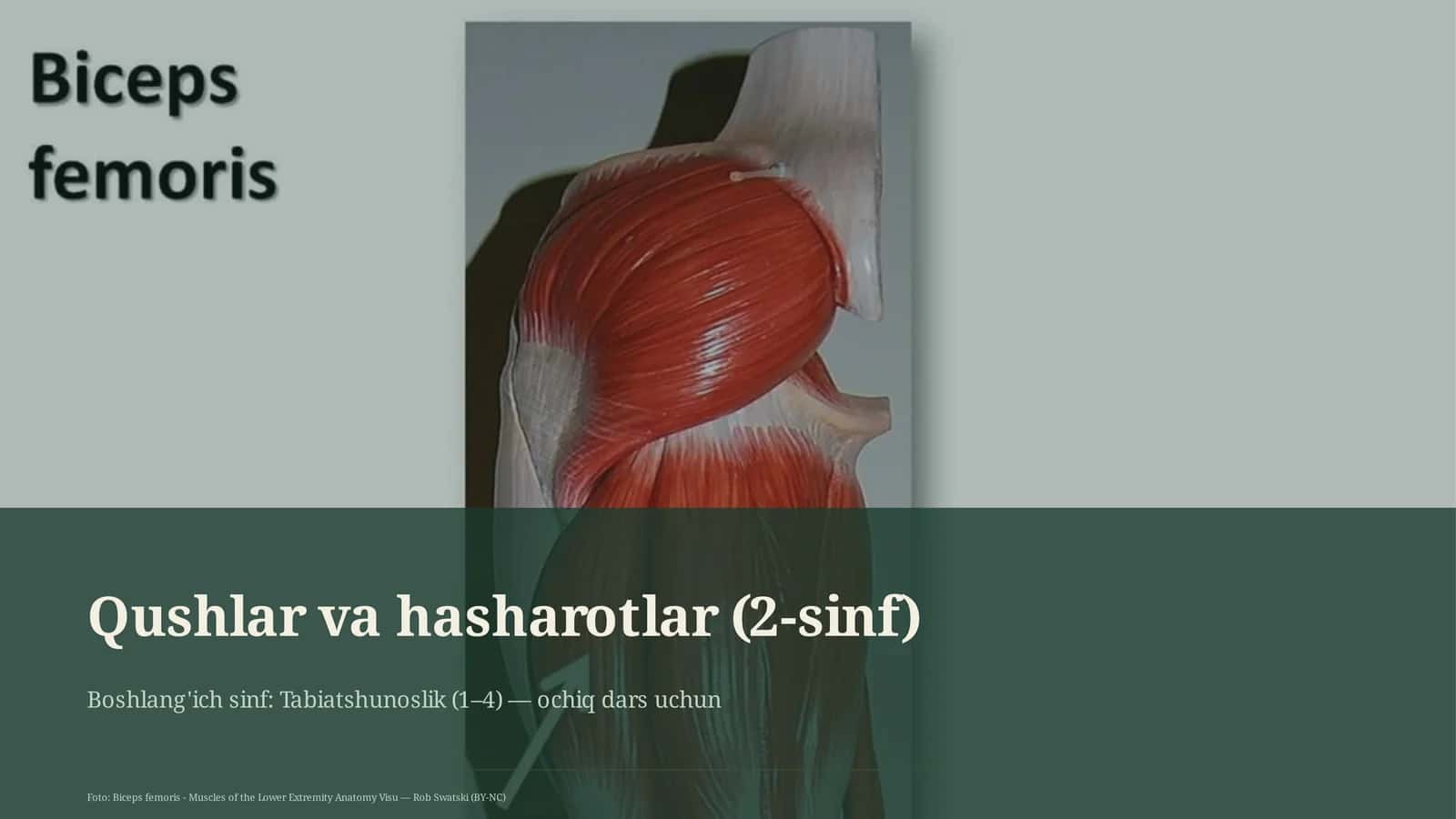 Qushlar va hasharotlar (2-sinf)