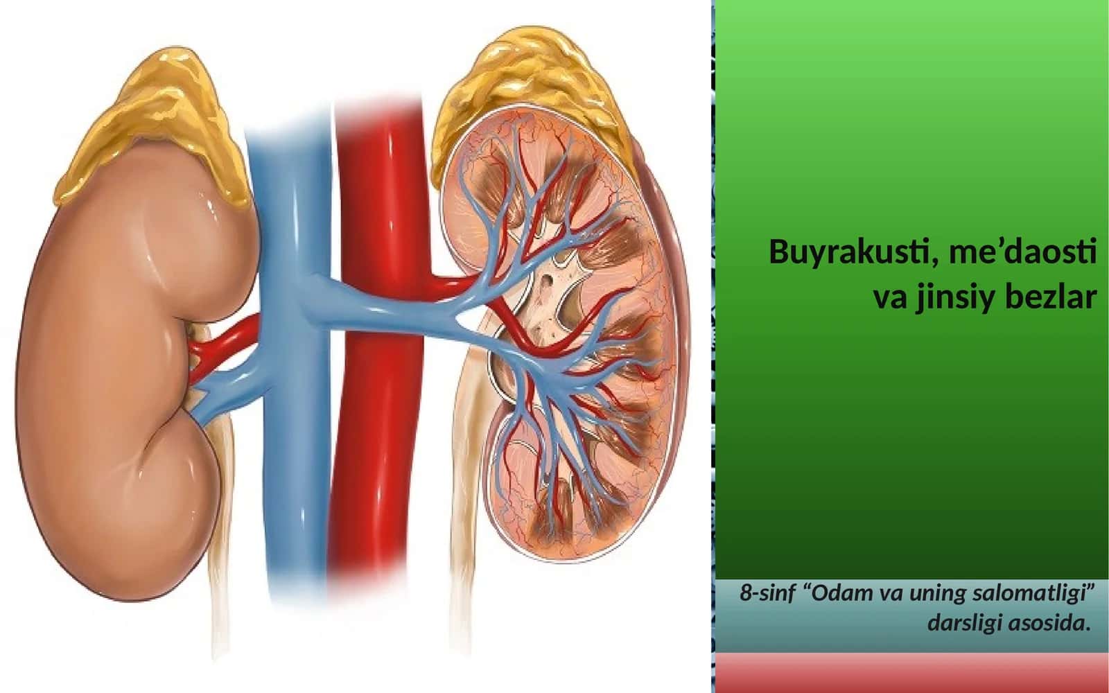Buyrak usti, me’daosti va jinsiy bezlar