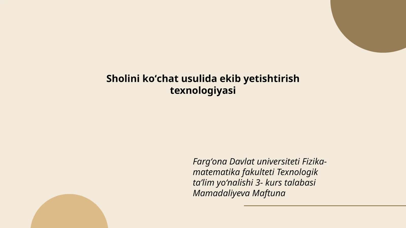 Sholini koʻchat usulida ekib yetishtirish texnologiyasi