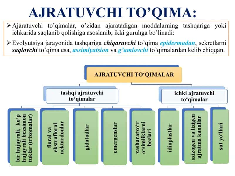 Ajratuvchi to‘qimalar hamda tashqi sekretsiya ajratuvchi to'qimalar
