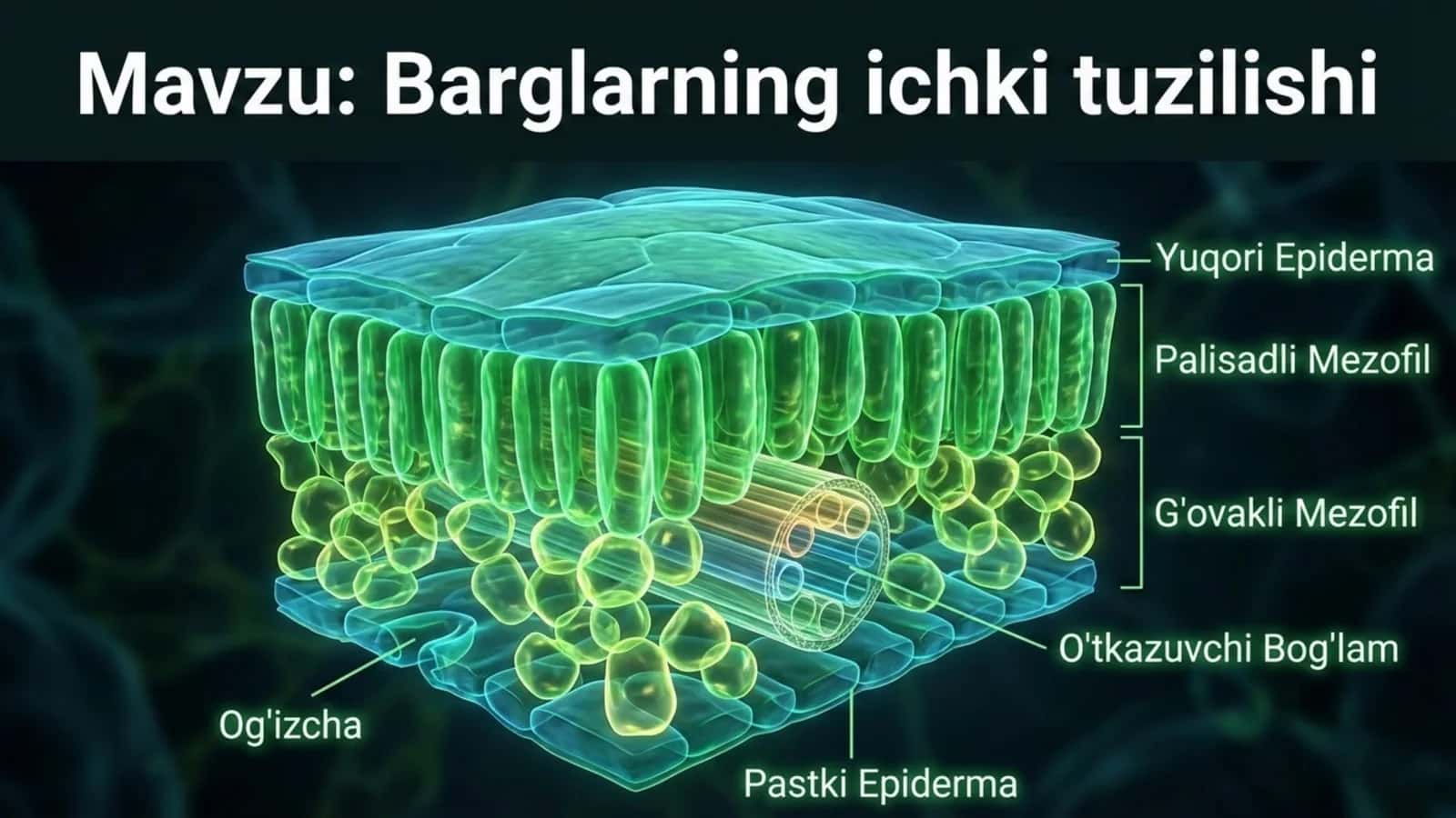 Barglarning ichki tuzilishi