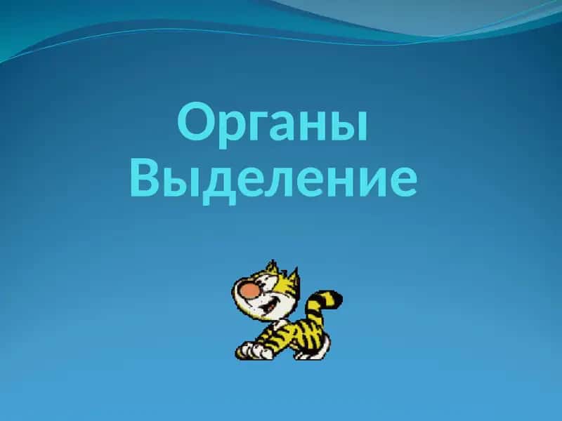 Органы Выделение