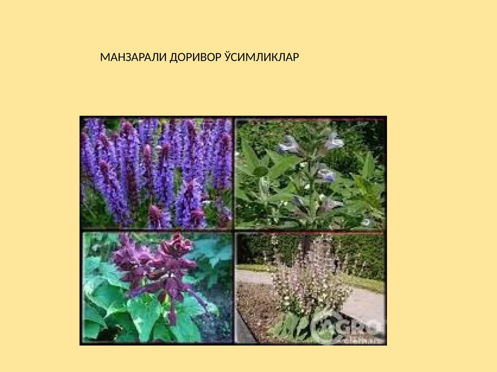 МАНЗАРАЛИ ДОРИВОР ЎСИМЛИКЛАР