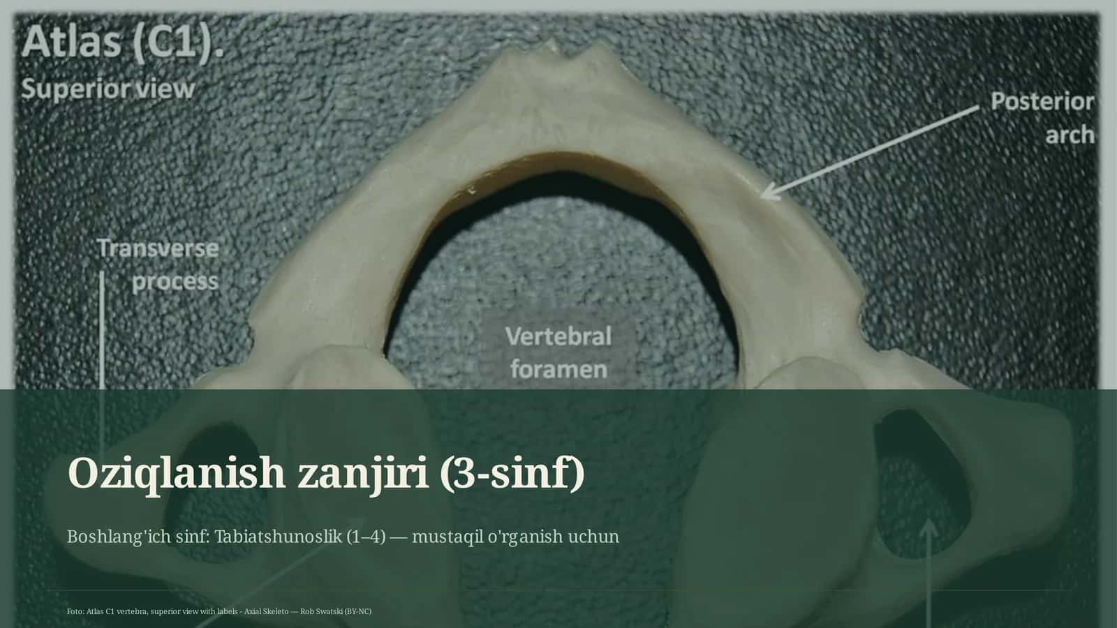 Oziqlanish zanjiri (3-sinf)