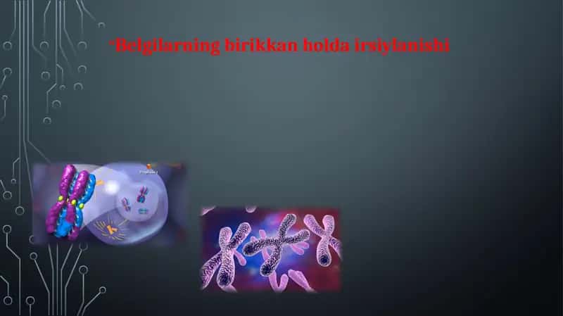 Xromosomalar va urug‘langanlik