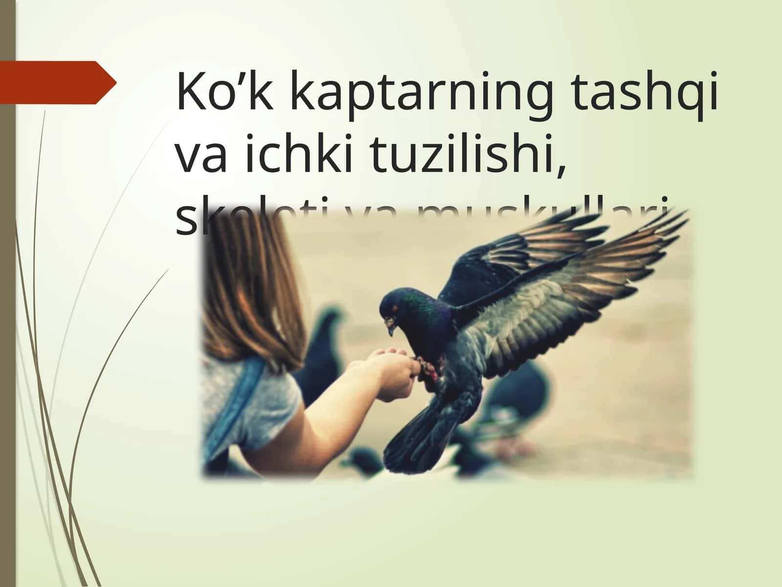Ko’kkaptarningtashqivaichkituzilishi,skeletivamuskullari