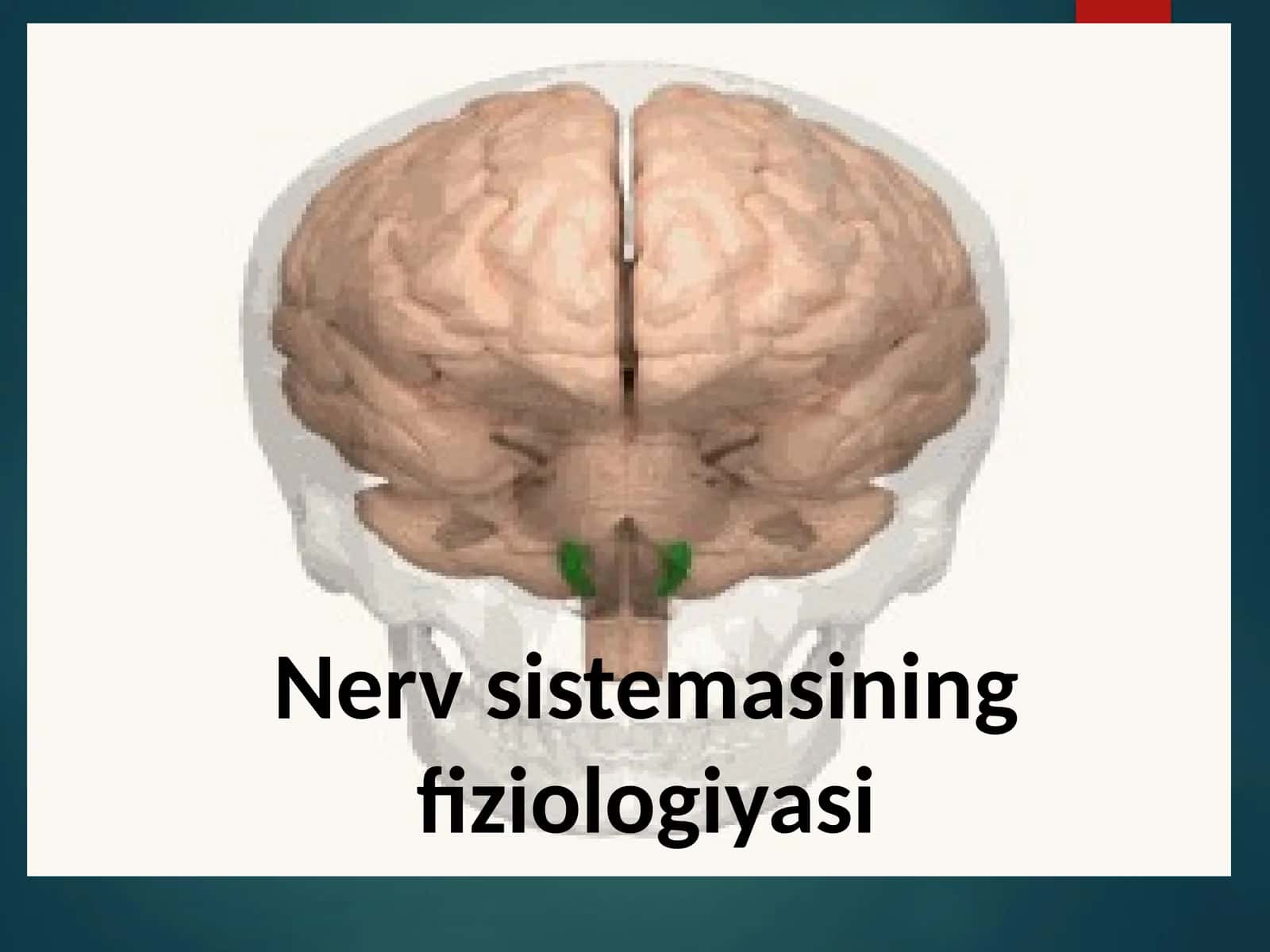 Nervsistemasiningfiziologiyasi