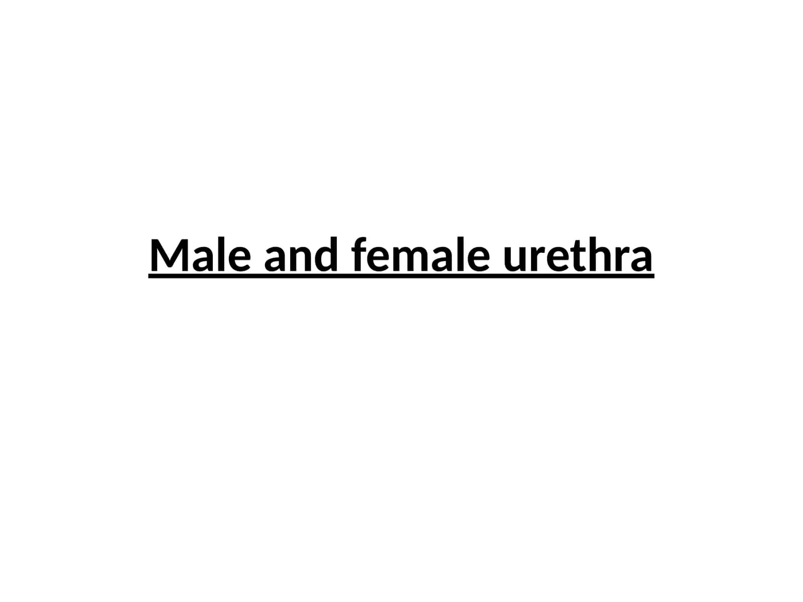 Urethra Structure in Male and Female