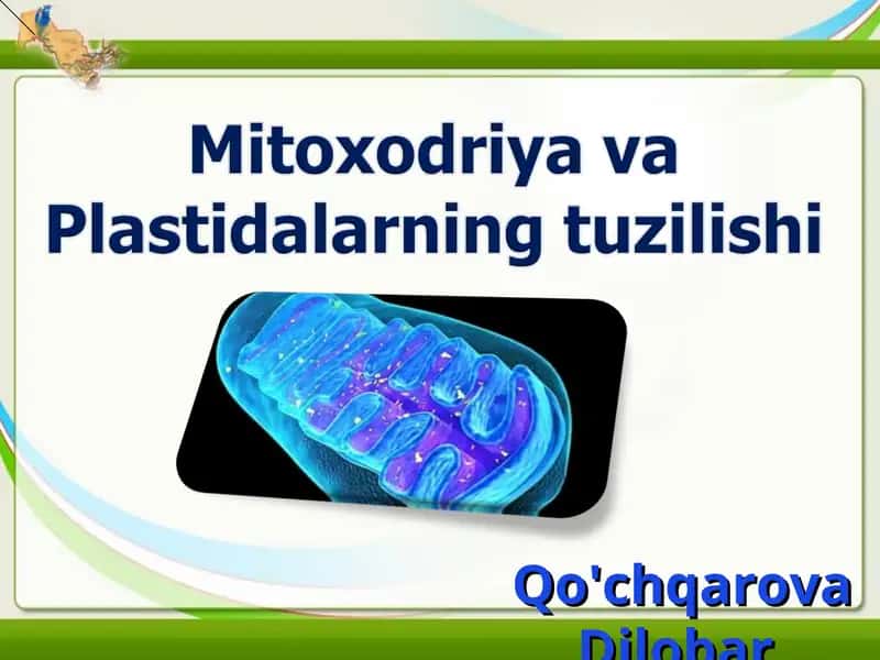 Mitoxodriya va Plastidalar