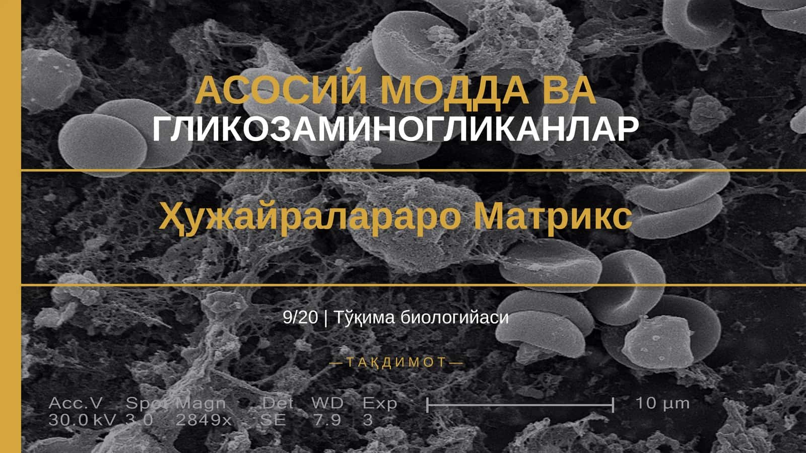 Гликозаминогликанлар ҳужайралараро матрикс