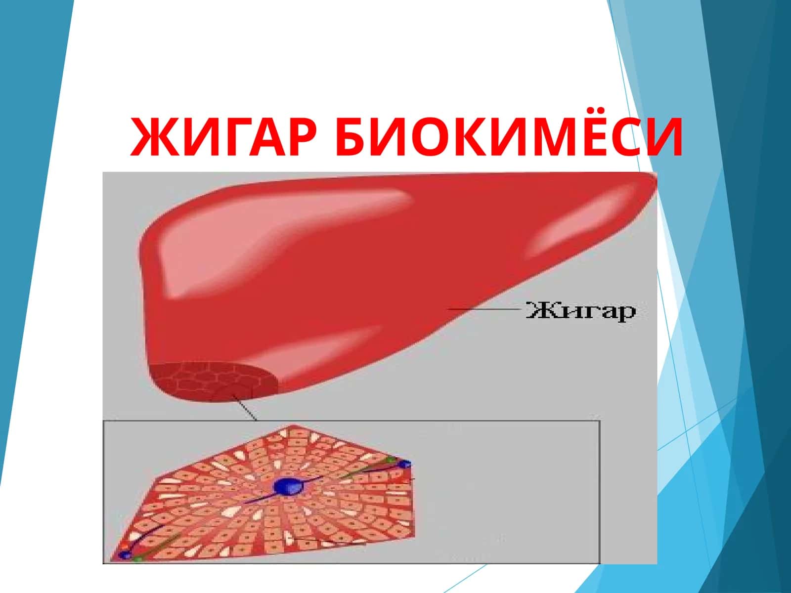 Jigar biokimyosi