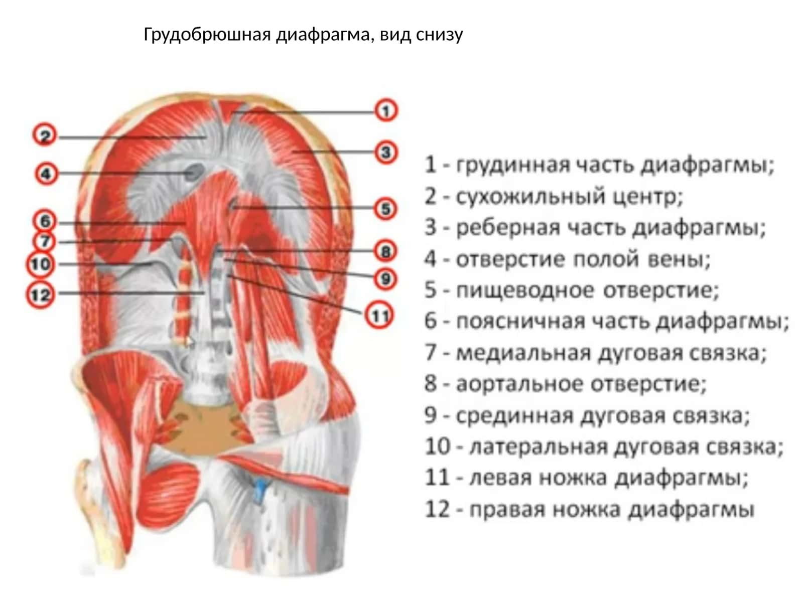 Грудобрюшная диафрагма