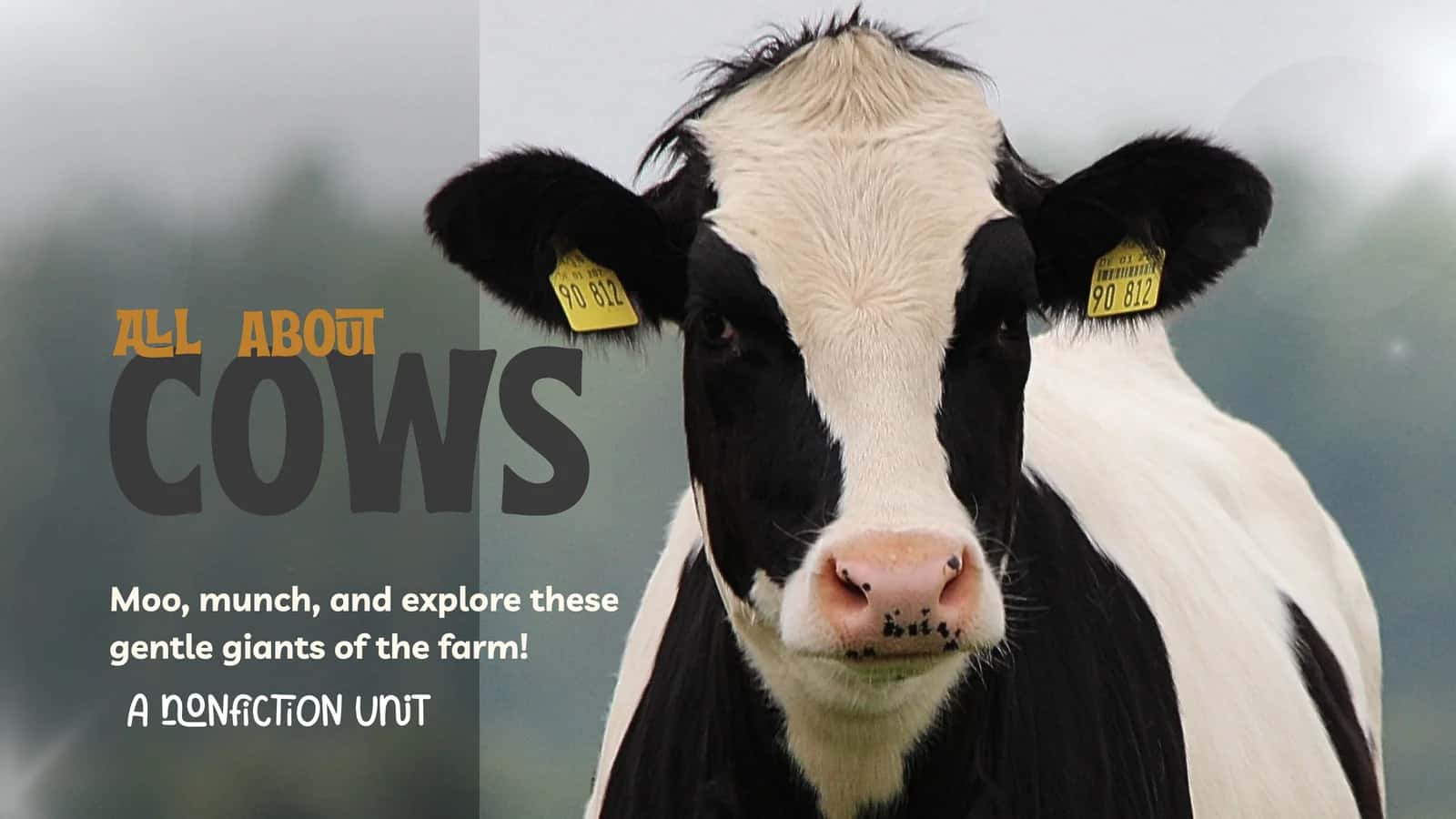 Cows