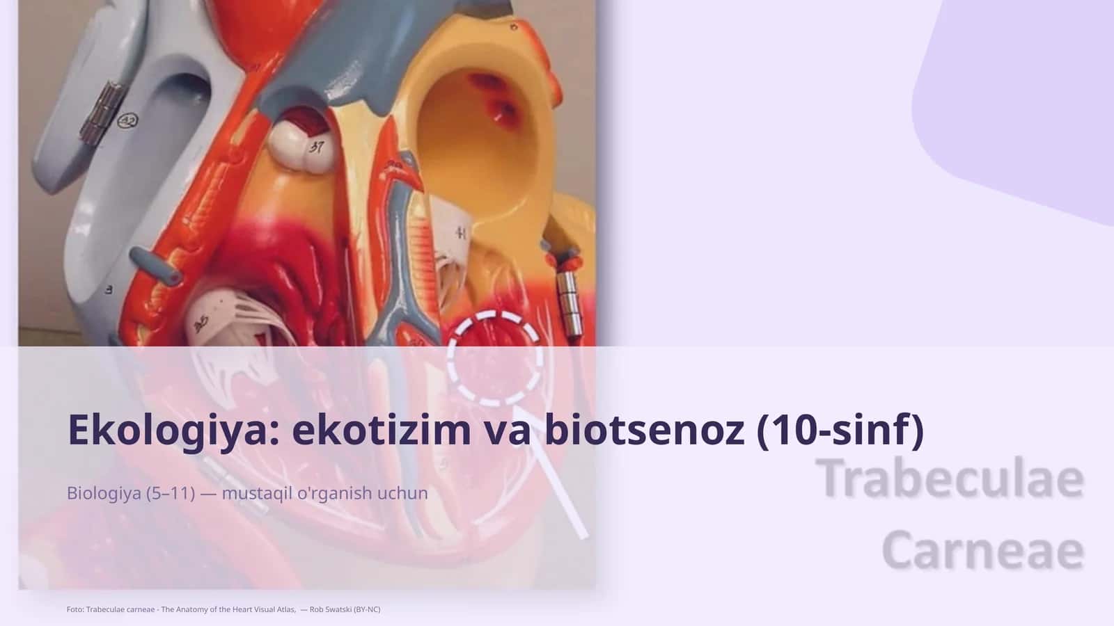Ekologiya: ekotizim va biotsenoz (10-sinf)