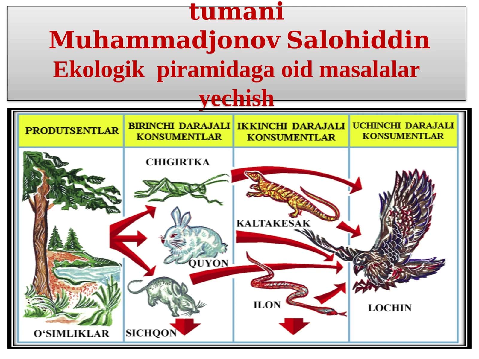 Ekologik piramidaga oid masalalaryechish