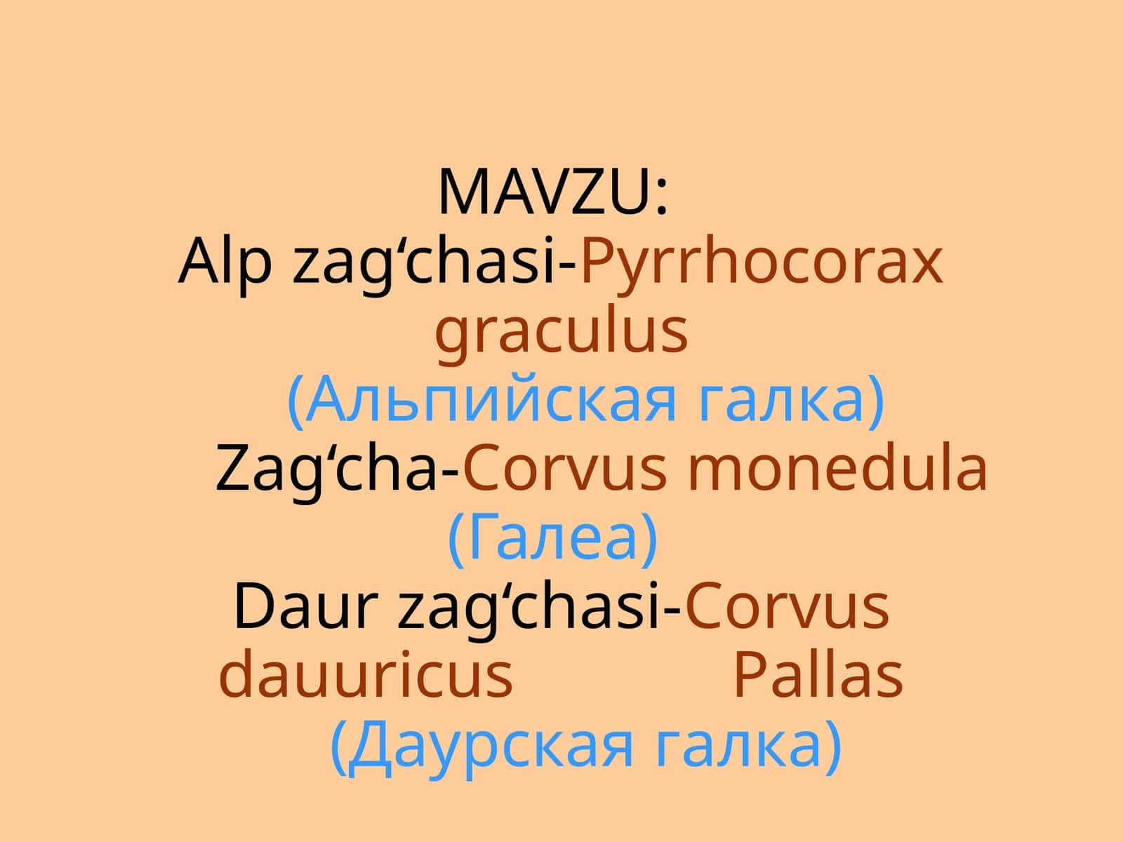 Alpzag‘chasi-Pyrrhocoraxgraculus(Альпийскаягалка)