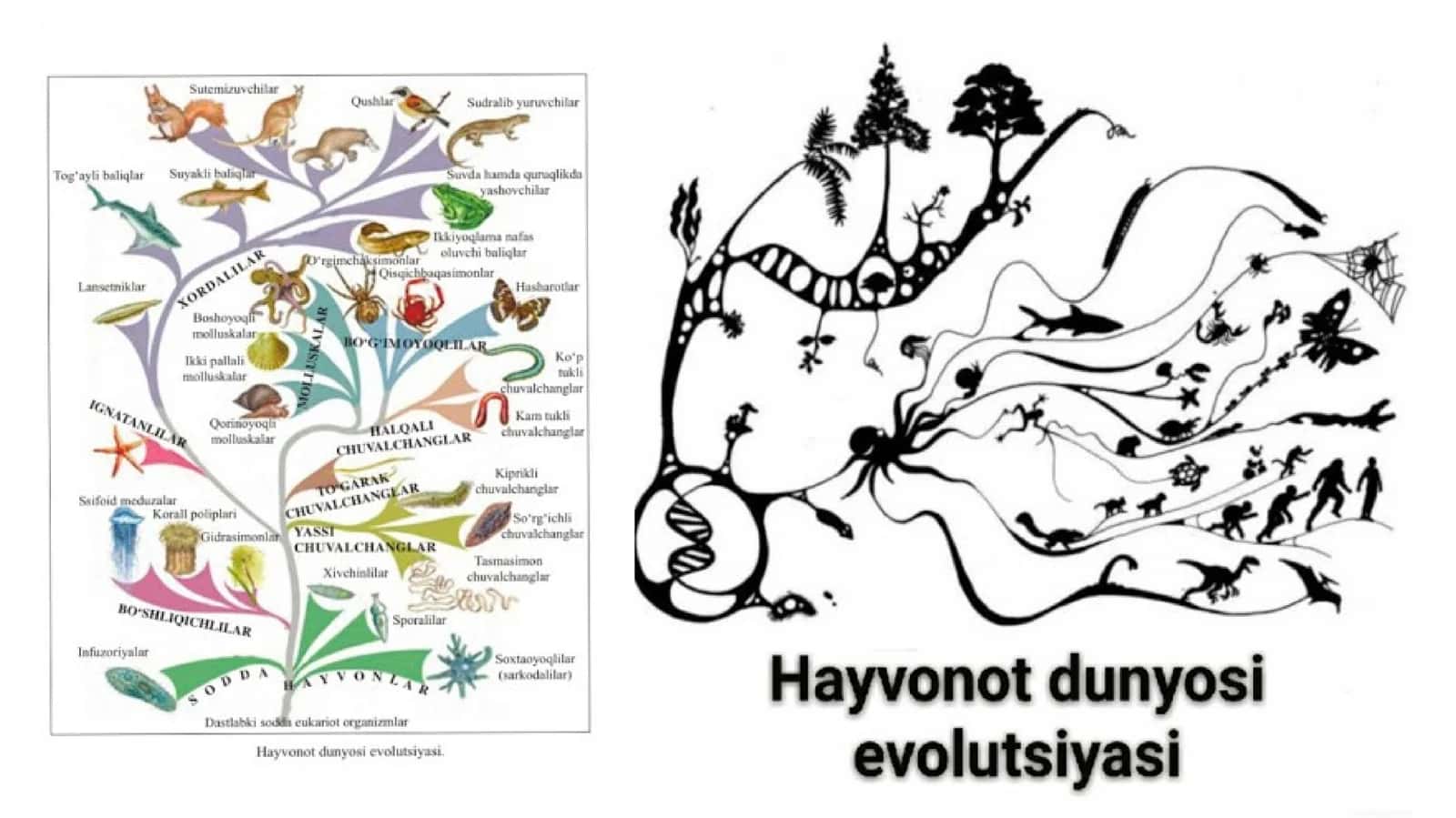 Hayvonot dunyosidagi evolutsion o’zgarishlar