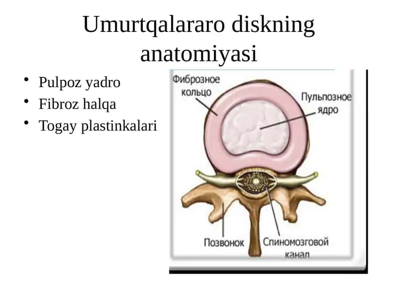 Umurtqalararo diskning anatomiyasi