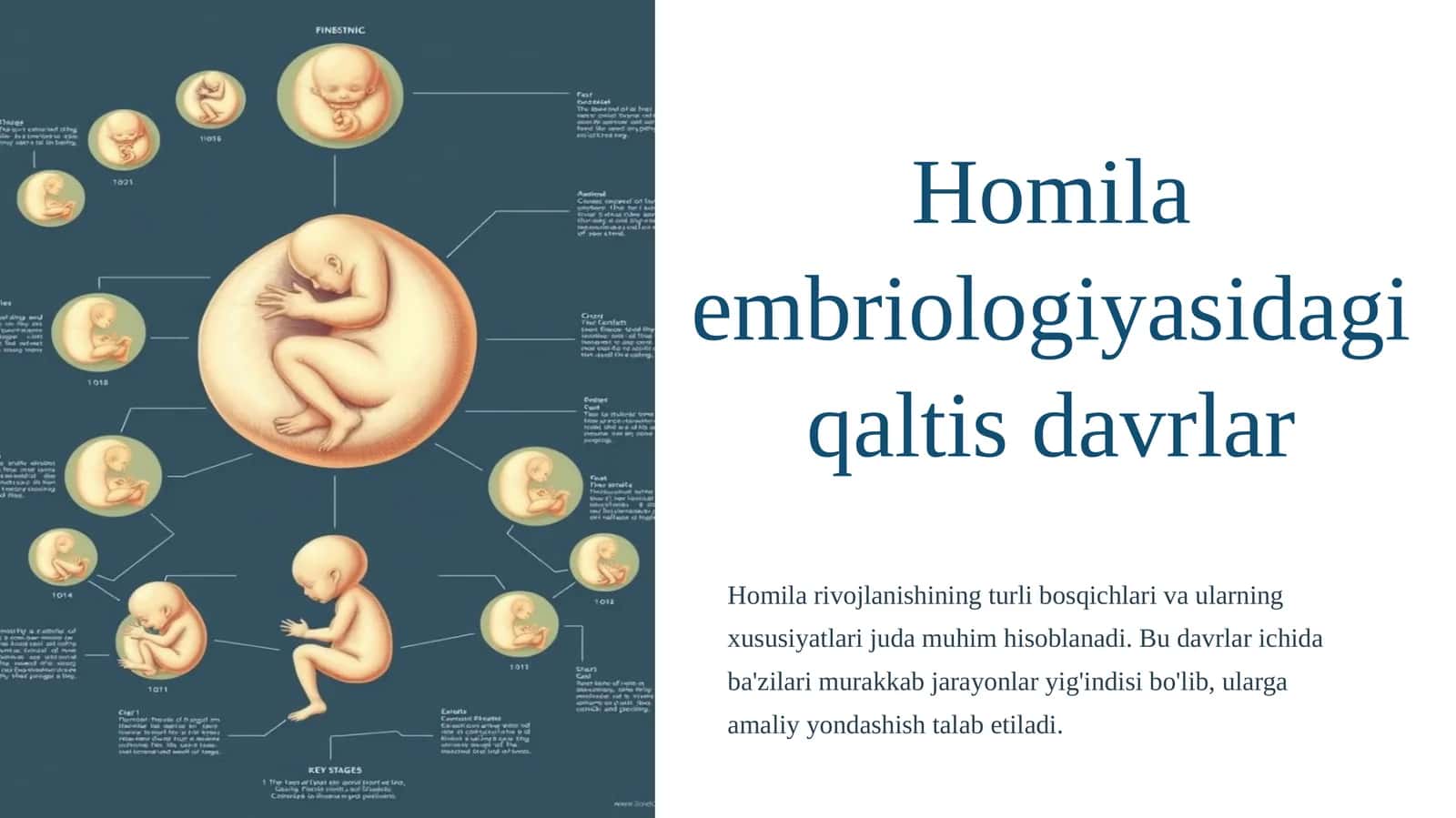 Homila embriologiyasidagi qaltis davrlar