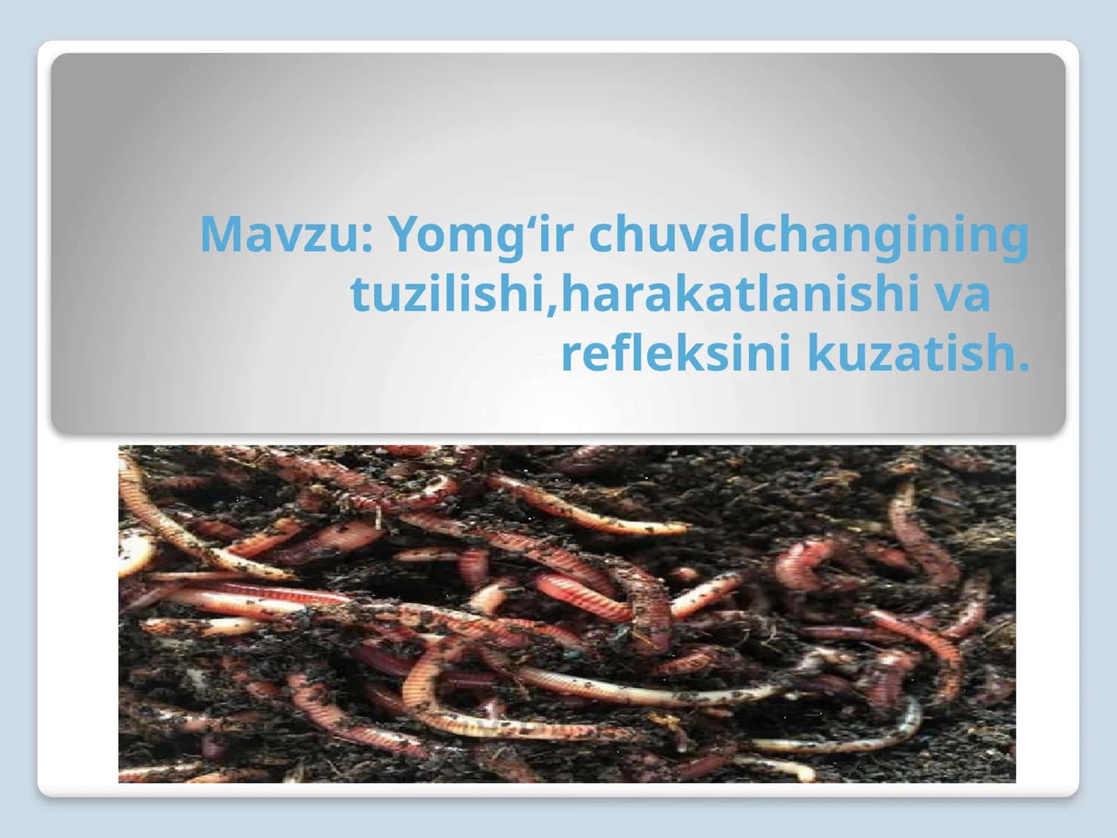 Yomg‘ir chuvalchangining tuzilishi, harakatlanishi varefleksini kuzatish