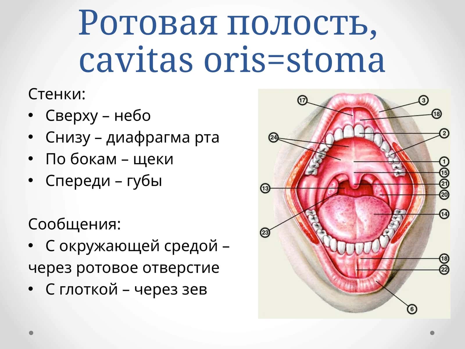 Собственно ротовая полость