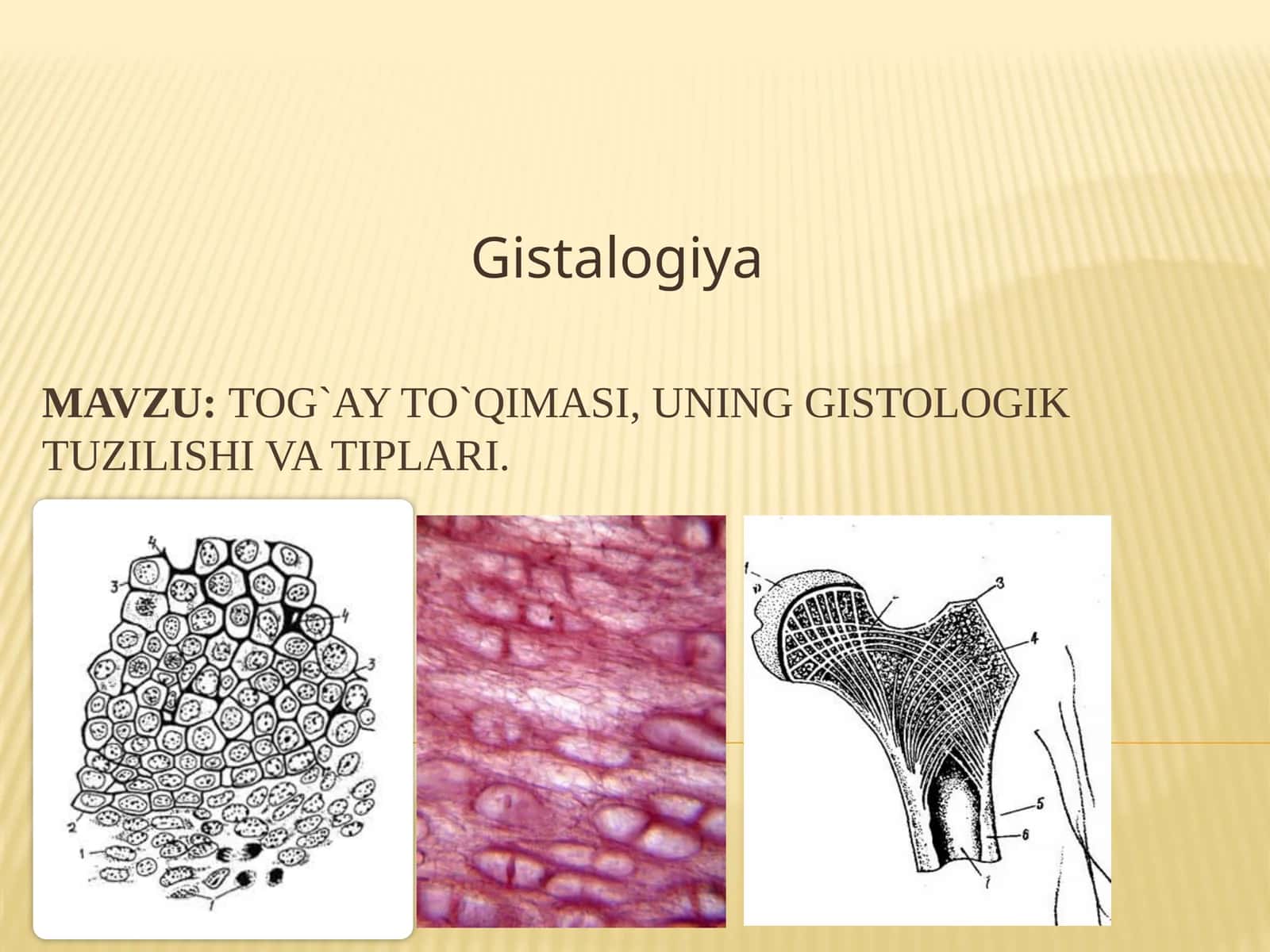 Tog`ay to`qimasi,uning gistologik tuzilishi va tiplari