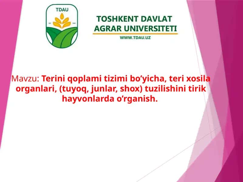 Terixosila organlari tuzilishi