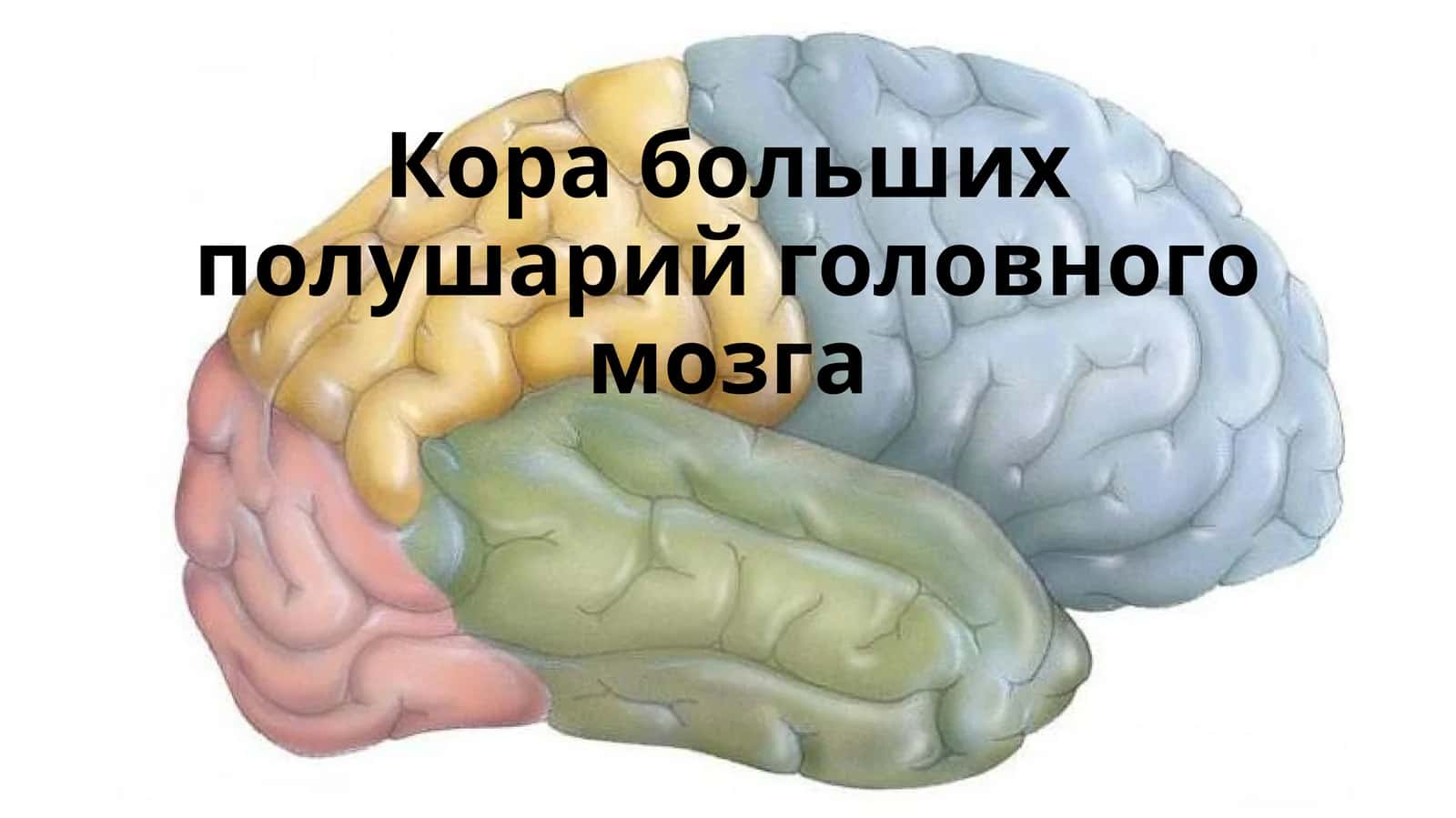 Корабольших полушарий головного мозга