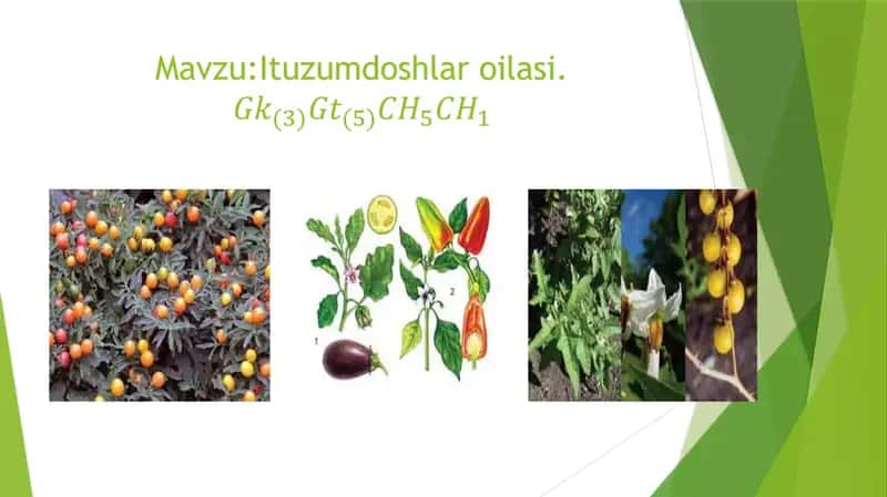 Ituzumdoshlar oilasi