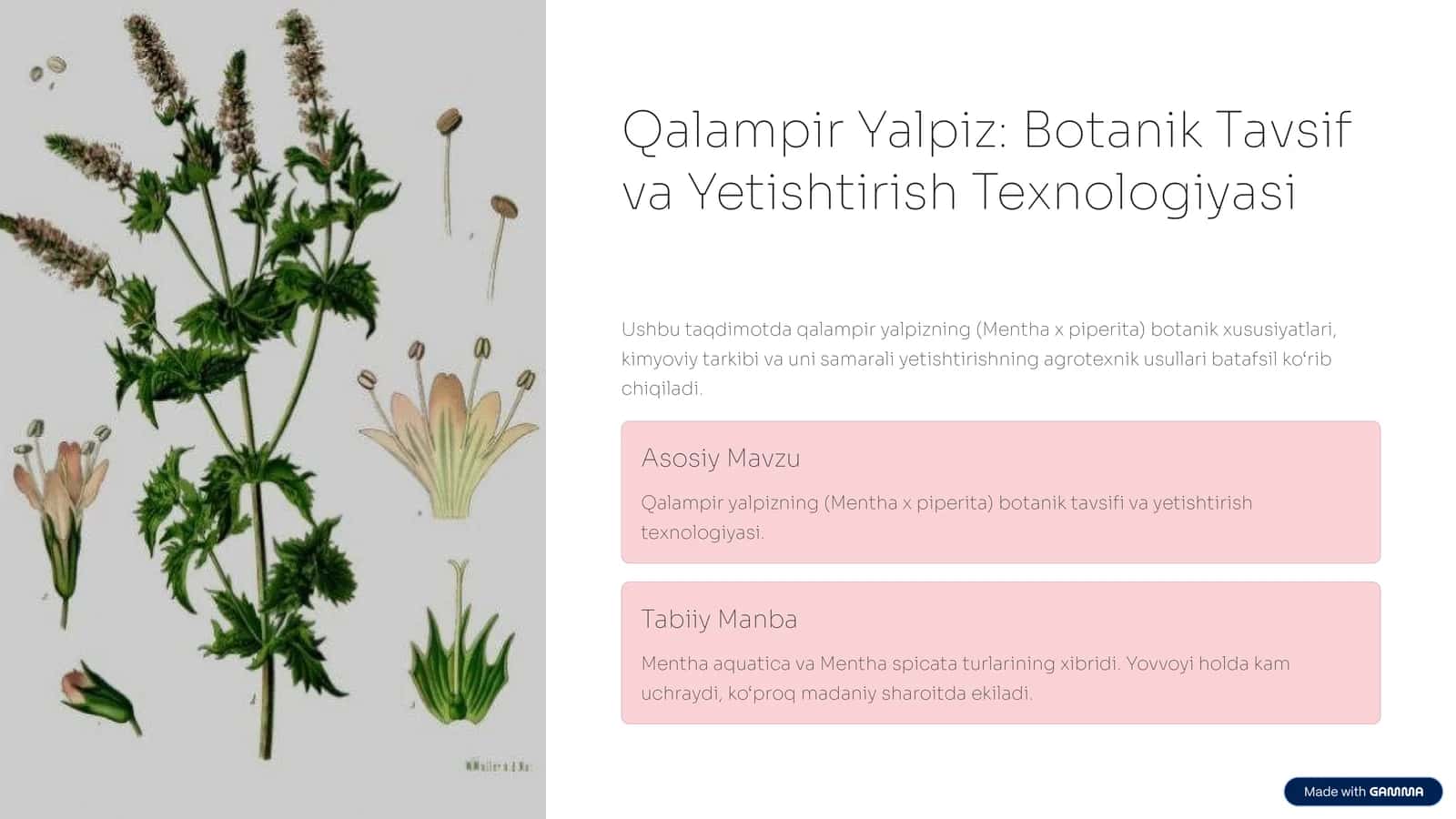 Qalampir Yalpiz: Botanik Tavsif va Yetishtirish Texnologiyasi