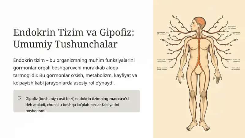 Endokrin Tizim va Gipofiz: Umumiy Tushunchalar