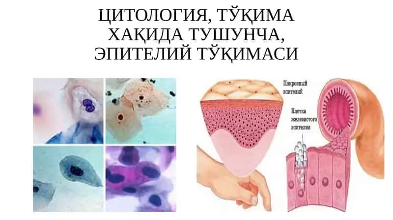 Гистология