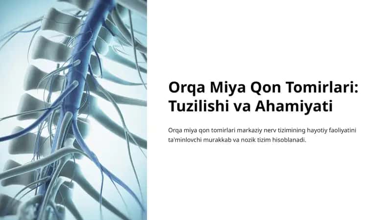 Orqa Miya Qon Tomirlari