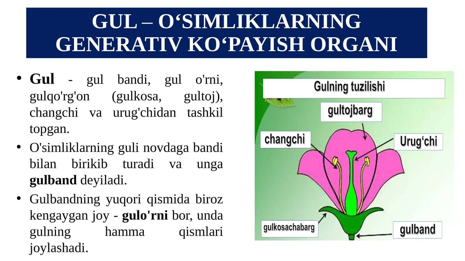 GUL–O‘SIMLIKLARNING GENERATIV KO‘PAYISH ORGANI