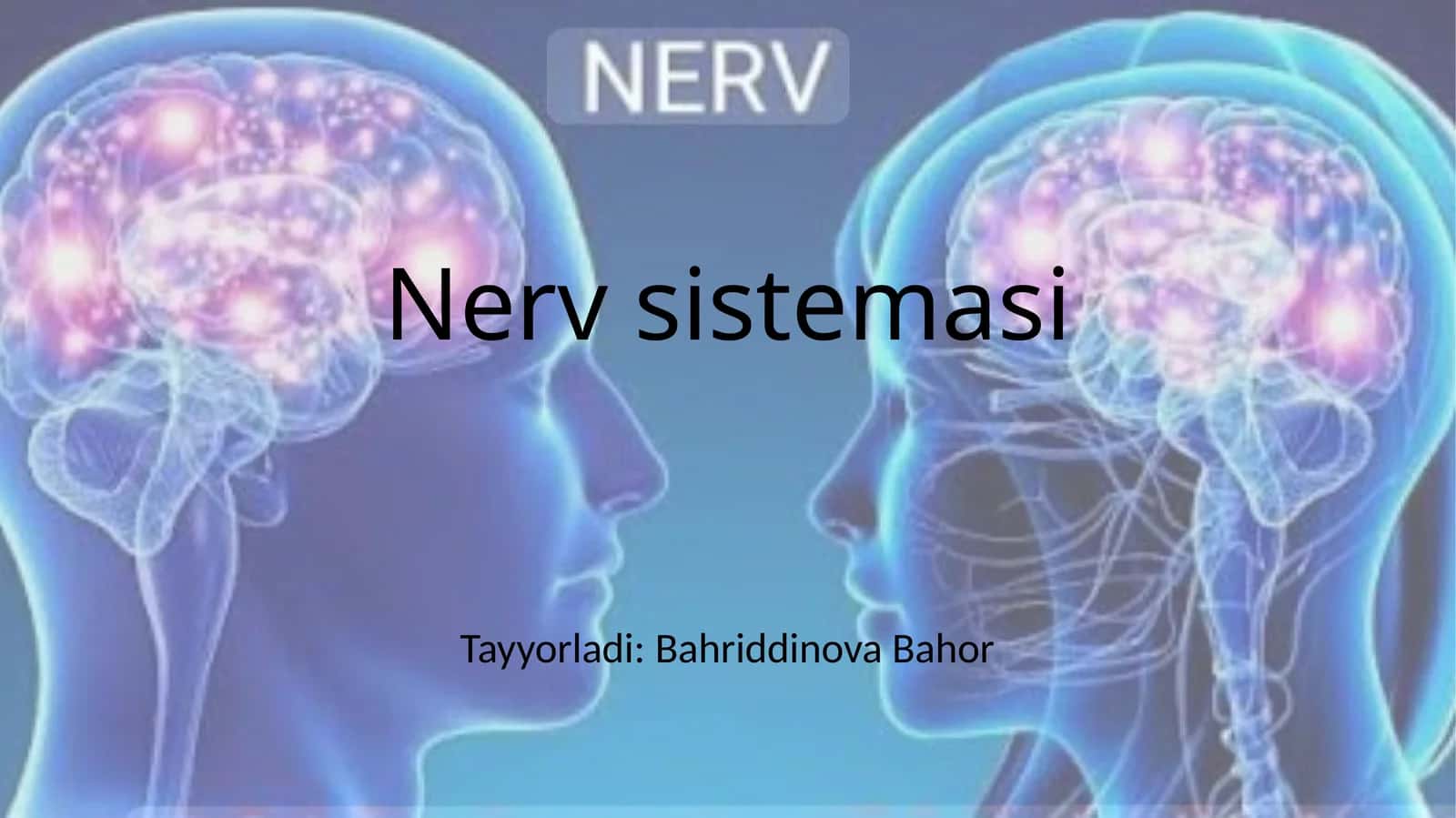 Nervsistemasi