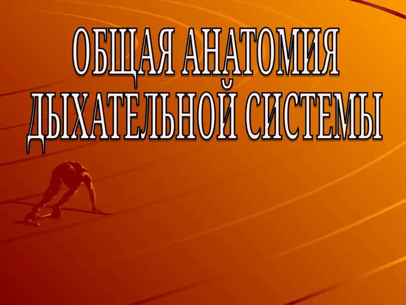 ОБЩАЯ АНАТОМИЯ ДЫХАТЕЛЬНОЙ СИСТЕМЫ
