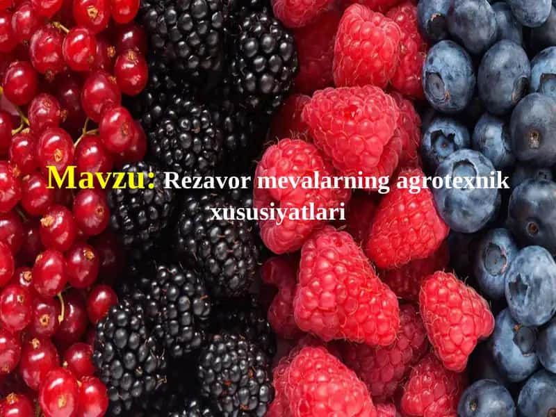 Rezavormevalarning agrotexnik xususiyatlari