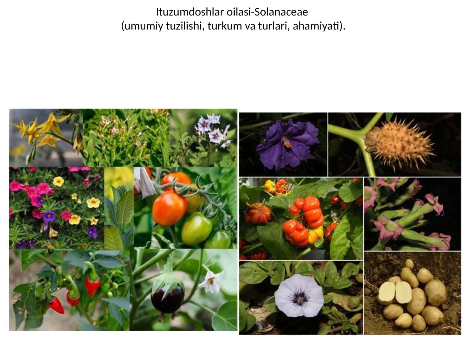 Ituzumdoshlar oilasi-Solanaceae