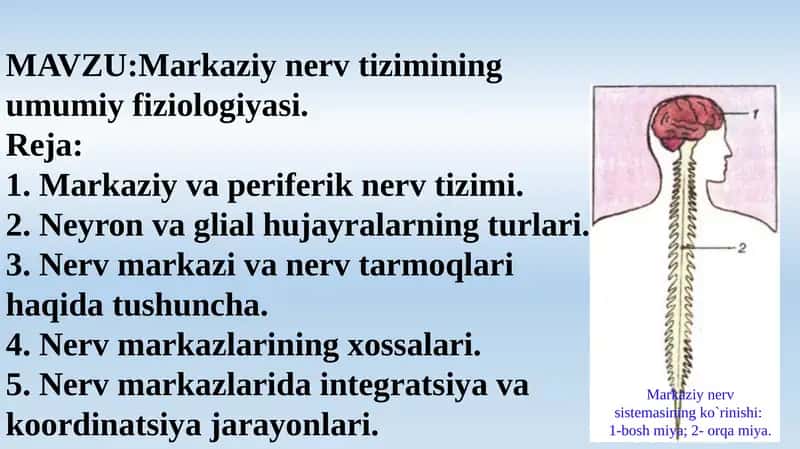 Markaziy nerv tizimining umumiy fiziologiyasi