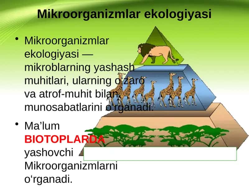 Mikroorganizmlar ekologiyasi