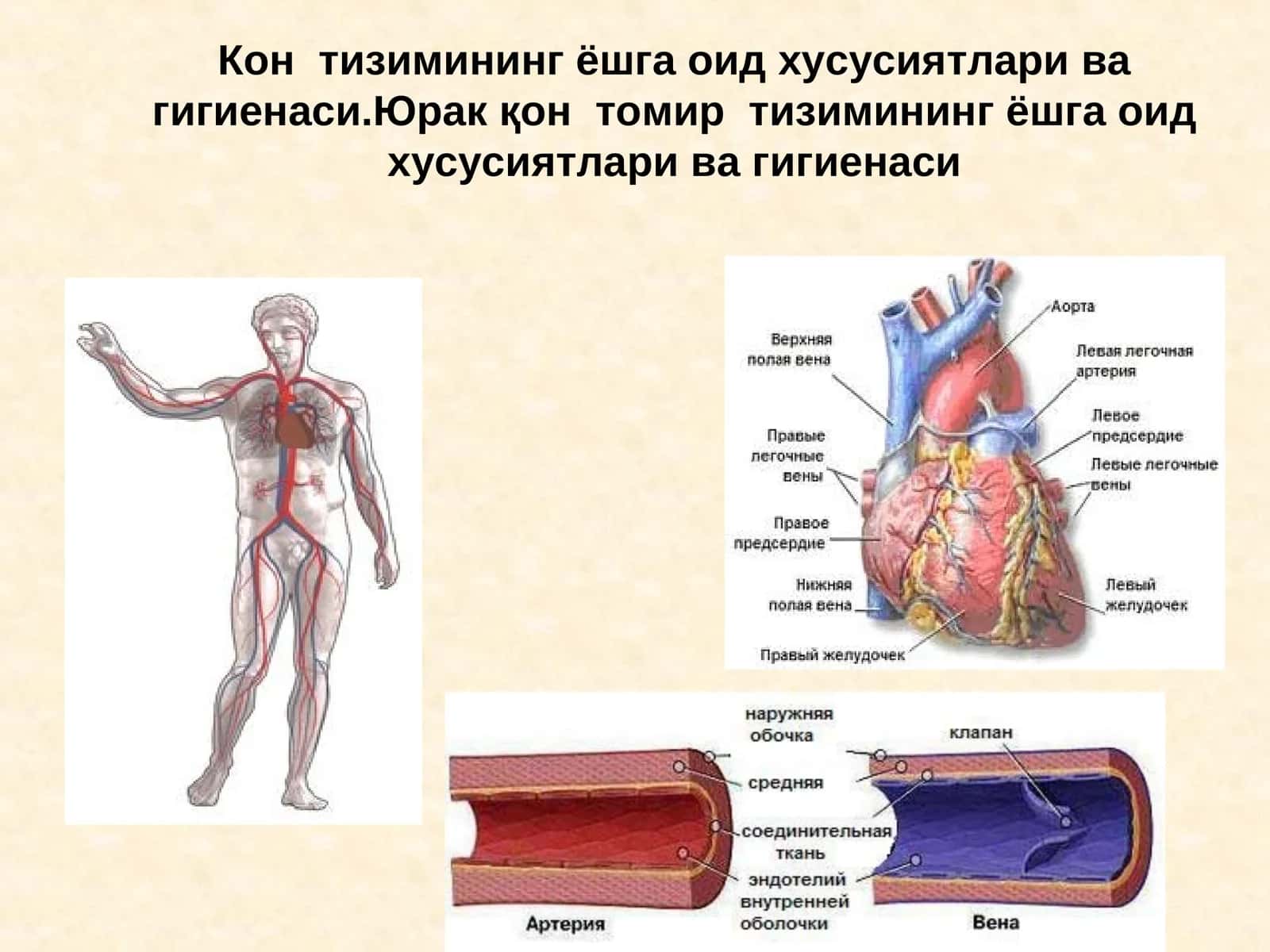 Кон тизимининг ёшга оид хусусиятлари ва гигиенаси