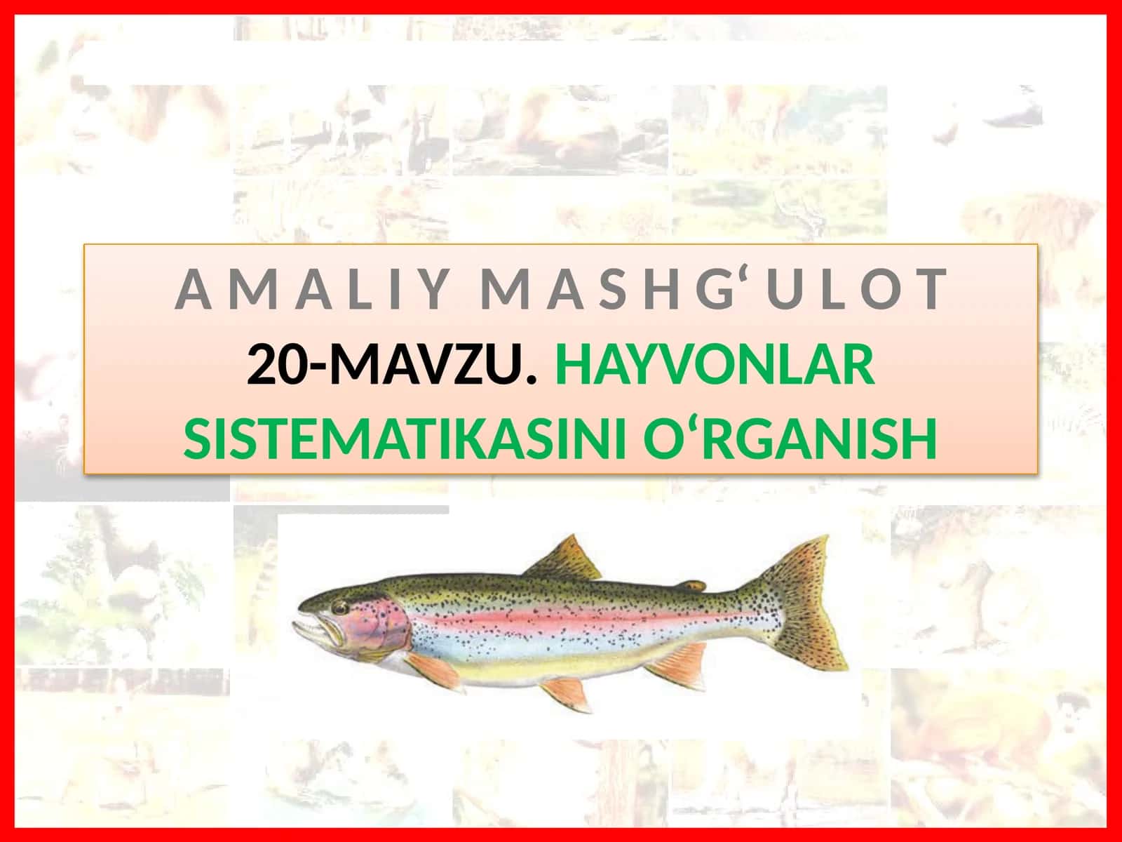 MAWU.HAYVONLAR SISTEMATIKASINIO‘RGANISH