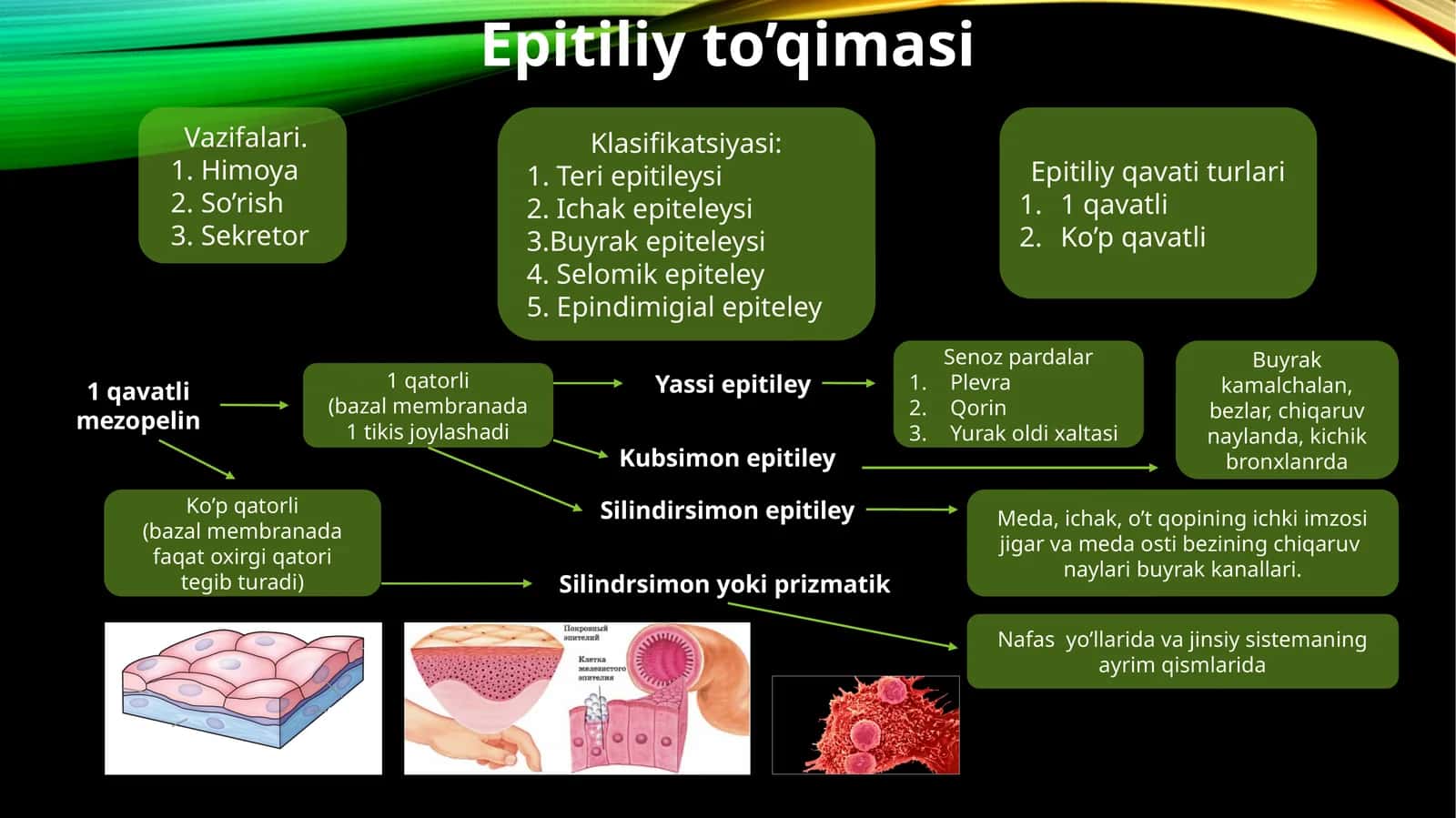 Epitiliyto’qimasi