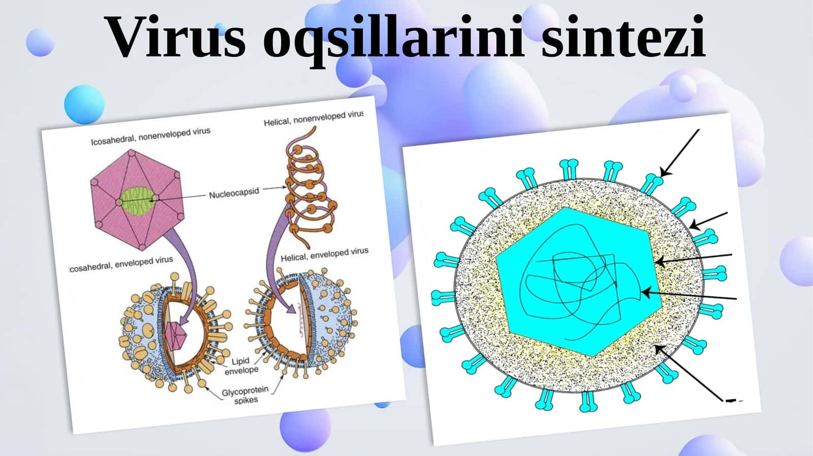 Virus oqsillarini sintezi