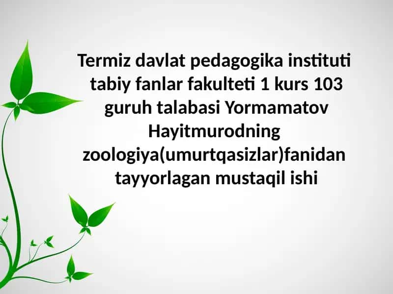 Zuluklar va Ikkipallalimolluskalar sinfi